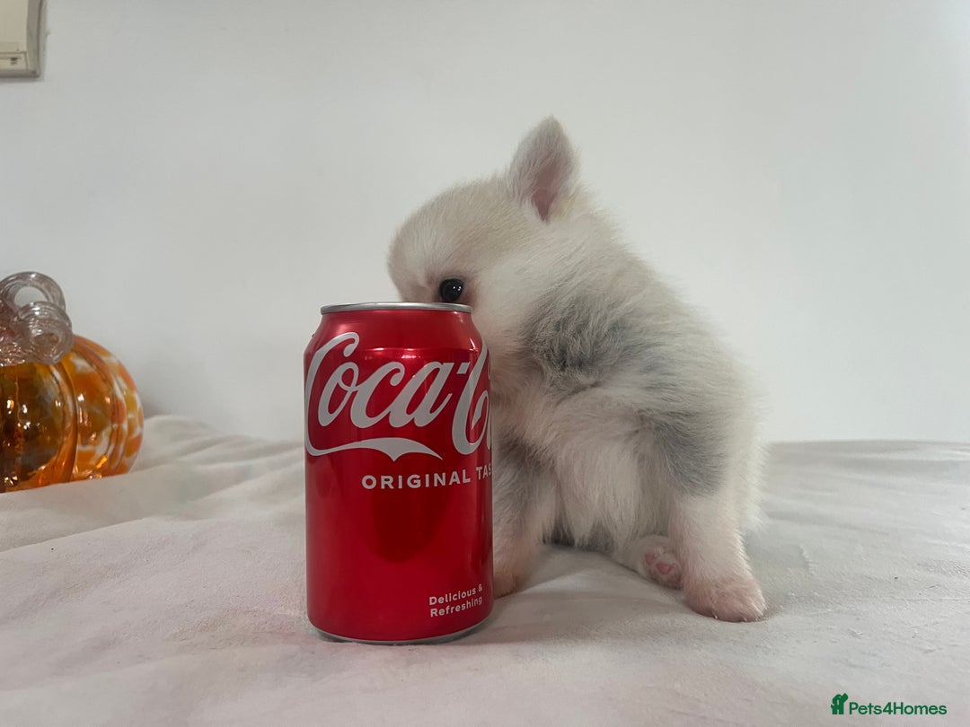 Pomsky dogs for sale: Honey I shrunk the Husky 😂 Genuine Toy size pomsk - Image 23