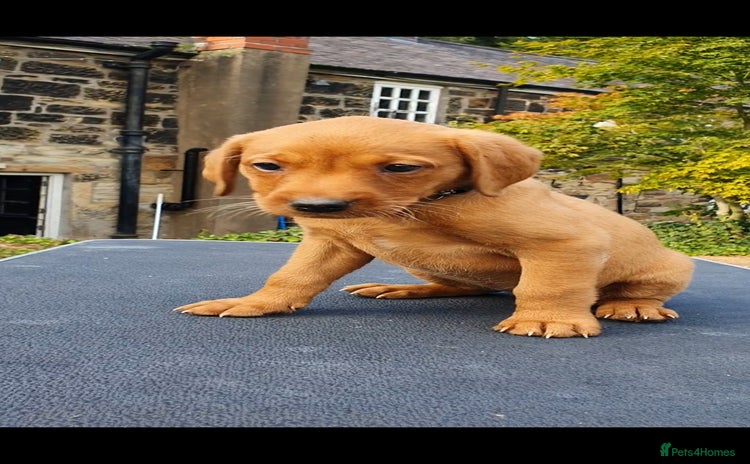 Labrador Retriever dogs - Advert 3