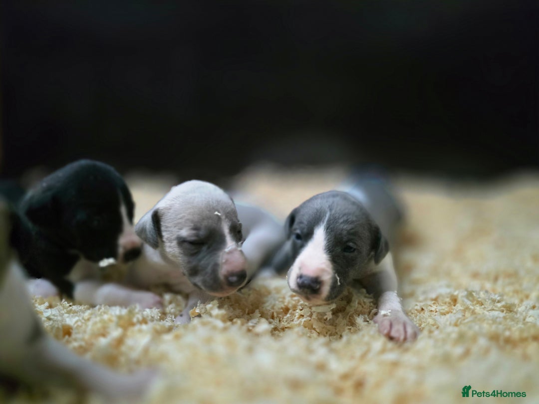 Whippet dogs for sale: Kc reg whippet litter - Image 6