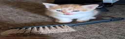 Mixed Breed cats for sale: Playful kittens for sale - Advert 4