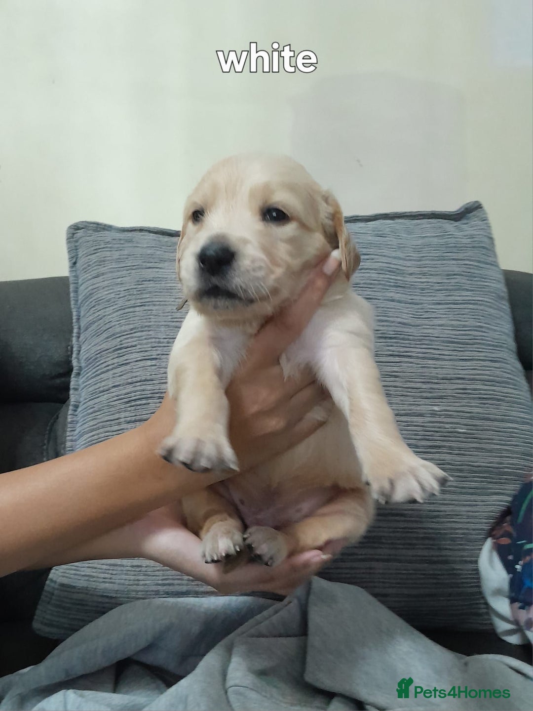 Golden Retriever dogs for sale: Amazing Golden Retrievers for sale  - Image 4