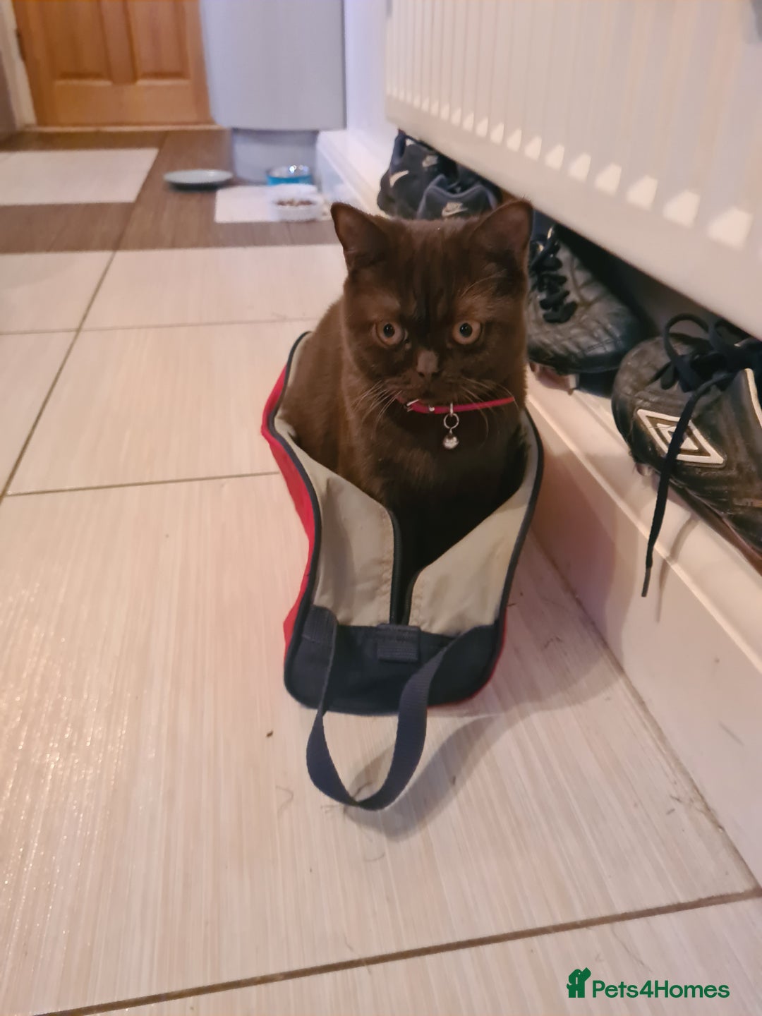 British Shorthair cats for sale: British Short-hair - Image 10