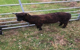 Sheep livestock for sale: RYELAND CROSS SHEARLING EWE - Image 2