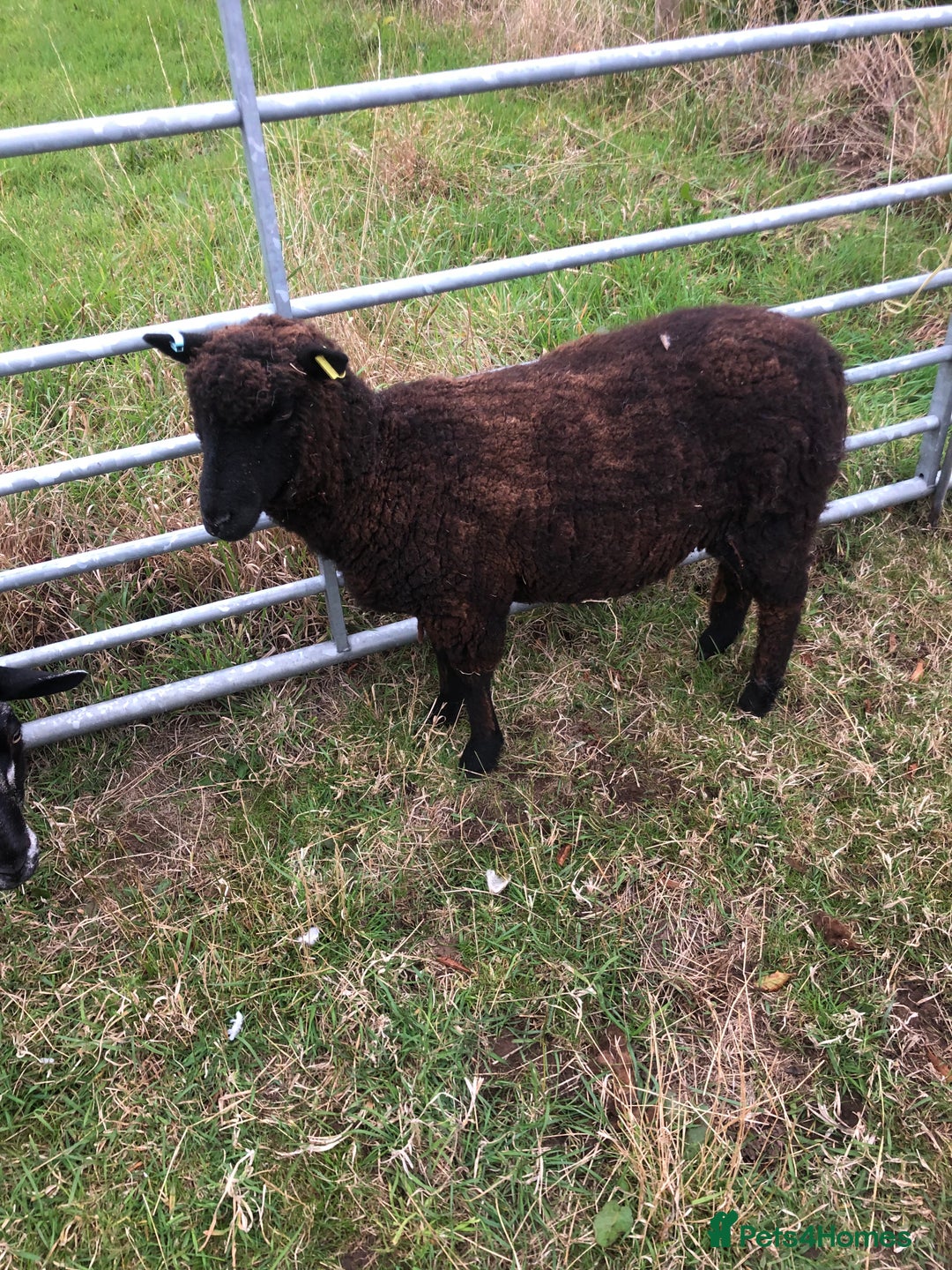 Sheep livestock for sale: RYELAND CROSS SHEARLING EWE - Image 2