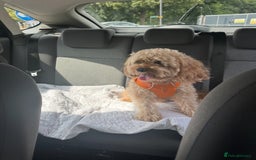 Cavapoo dogs for stud: Cavapoo - Image 3