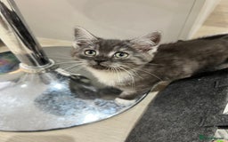 Persian cats for sale: 🌟 2 Chinchilla Persian Boy Kittens 🌟 - Image 24