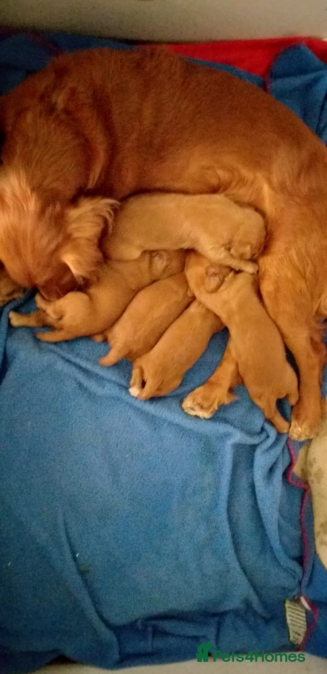 Cocker Spaniel dogs for stud: Small, Compact Health Tested Working Cocker at Stu in Harrogate - Advert 19