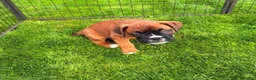 Boxer dogs for sale: Beautiful Boxer Puppies-2 Boys & 1 Girl in Reading - Advert 12