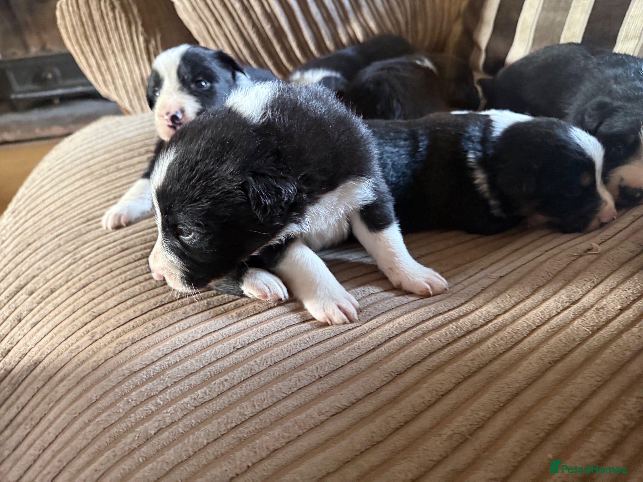 Border Collie dogs Border collie puppies  - Advert 6