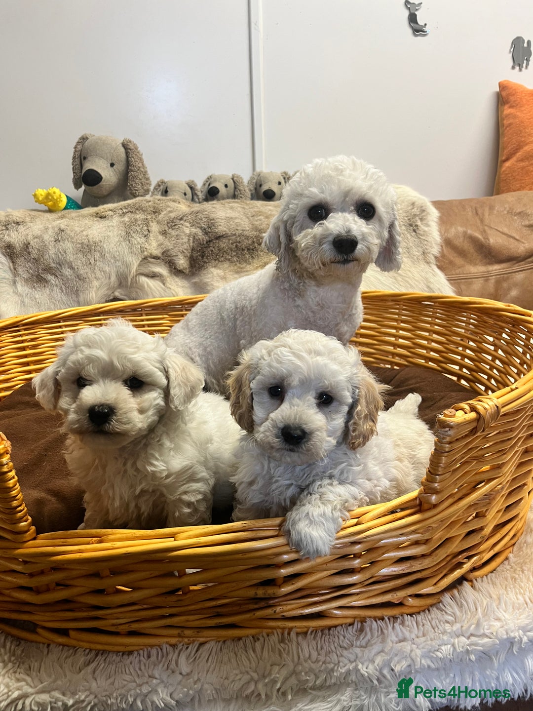 Poochon dogs for sale: Gorgeous Twin Brothers - Advert 7