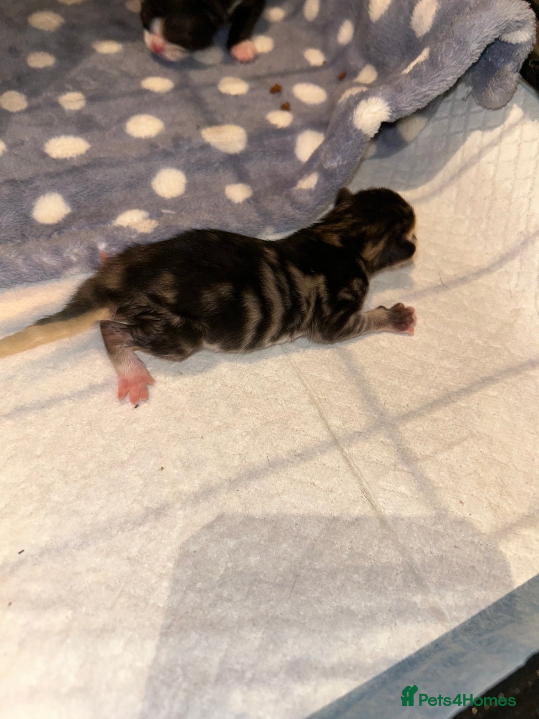 Mixed Breed cats for sale: 4 beautiful kitten mixed  - Advert 4