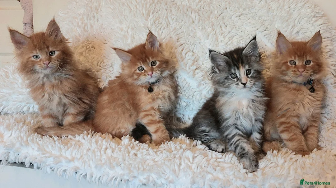 Maine Coon cats for sale: Beautiful Maine Coon Kittens - Advert 1