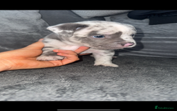 Mixed Breed dogs for sale: Staff x pocket bully pups - Image 3