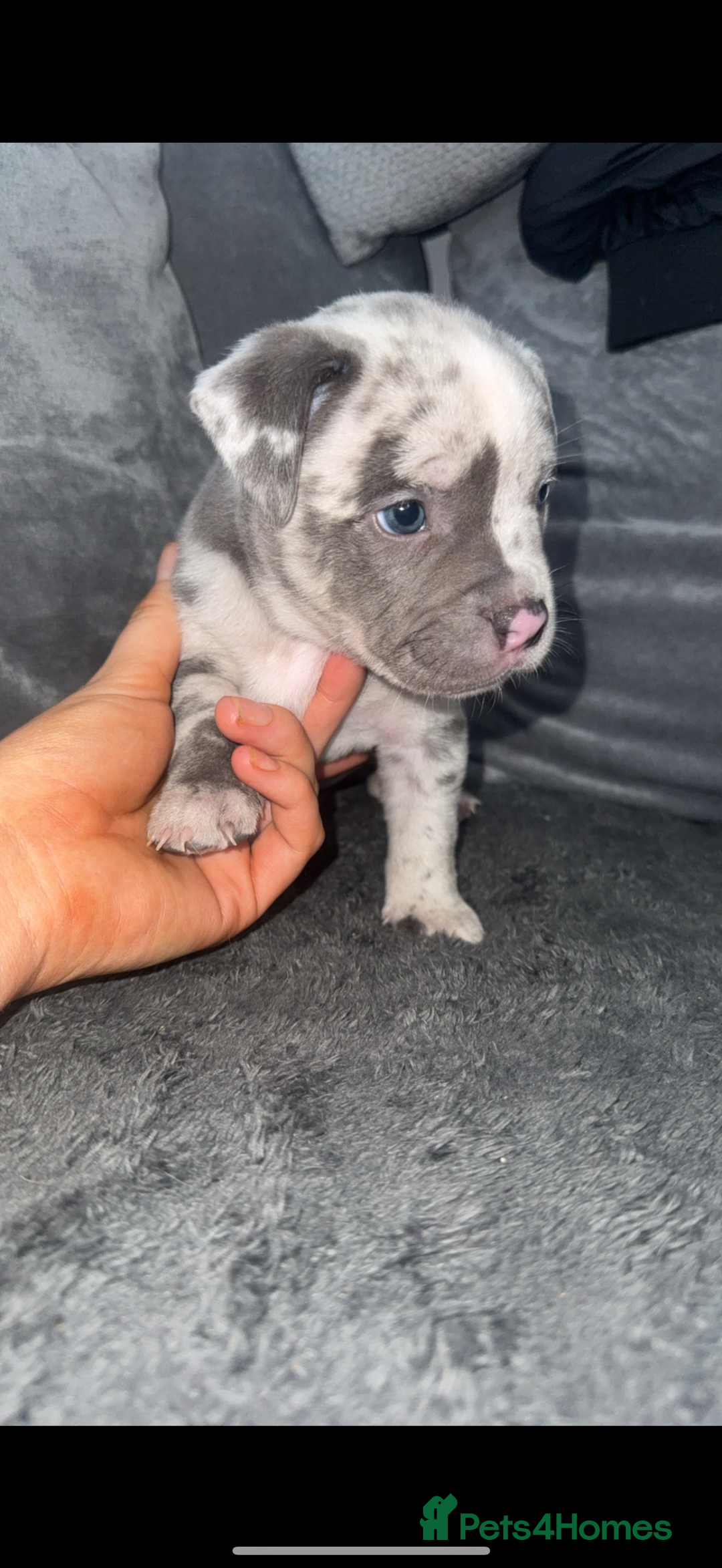 Mixed Breed dogs for sale: Staff x pocket bully pups - Image 3