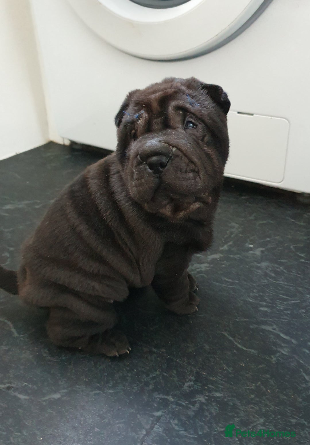 Shar Pei dogs for sale: Stunning KC Registered Shar Pei puppies - Advert 20