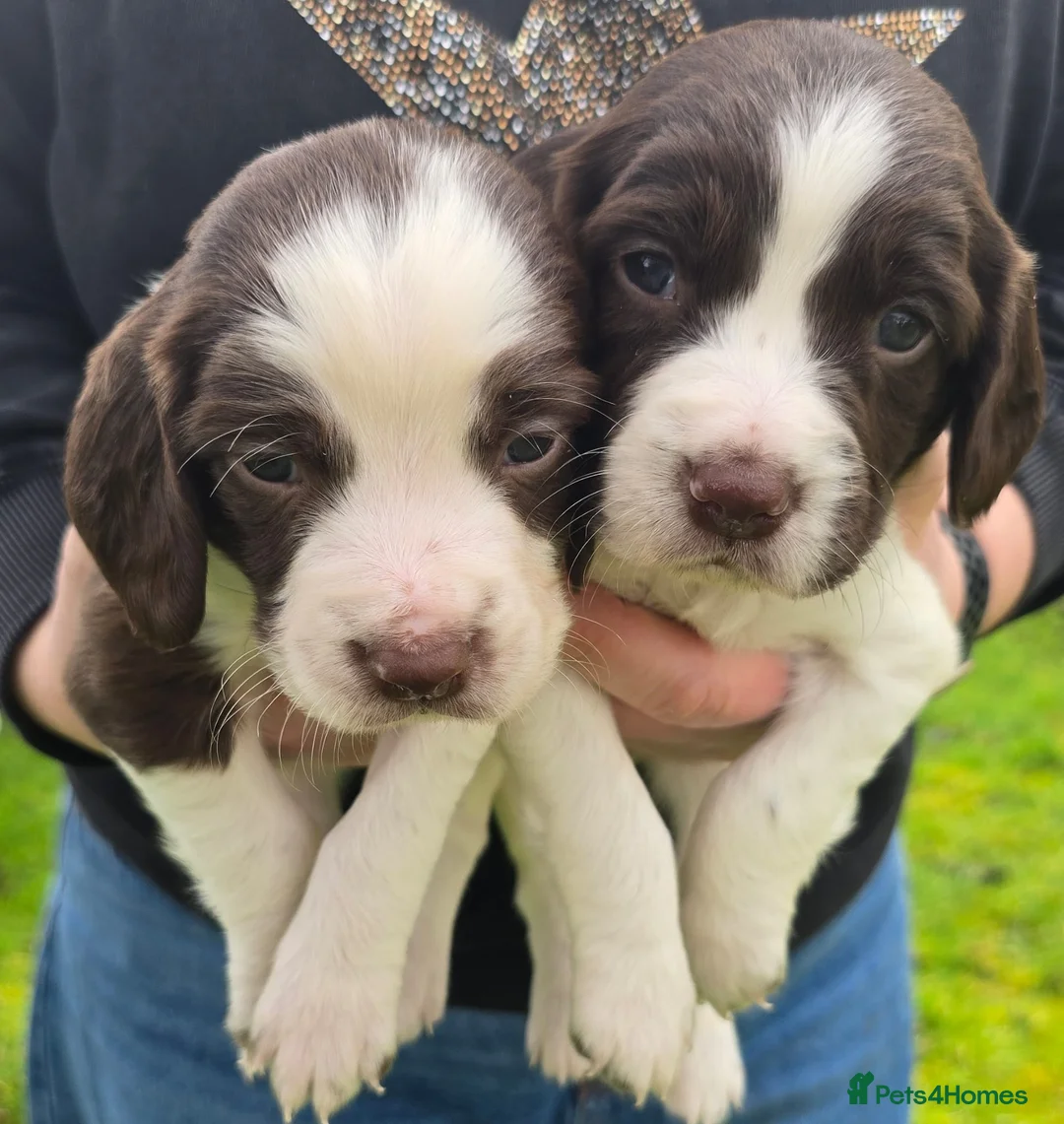 English Springer Spaniel dogs for sale: Springer Spaniels, liver and white, North Wales. - Advert 3