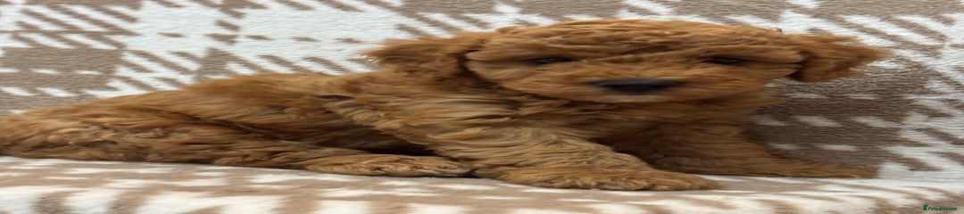 Cavapoo Puppy 2