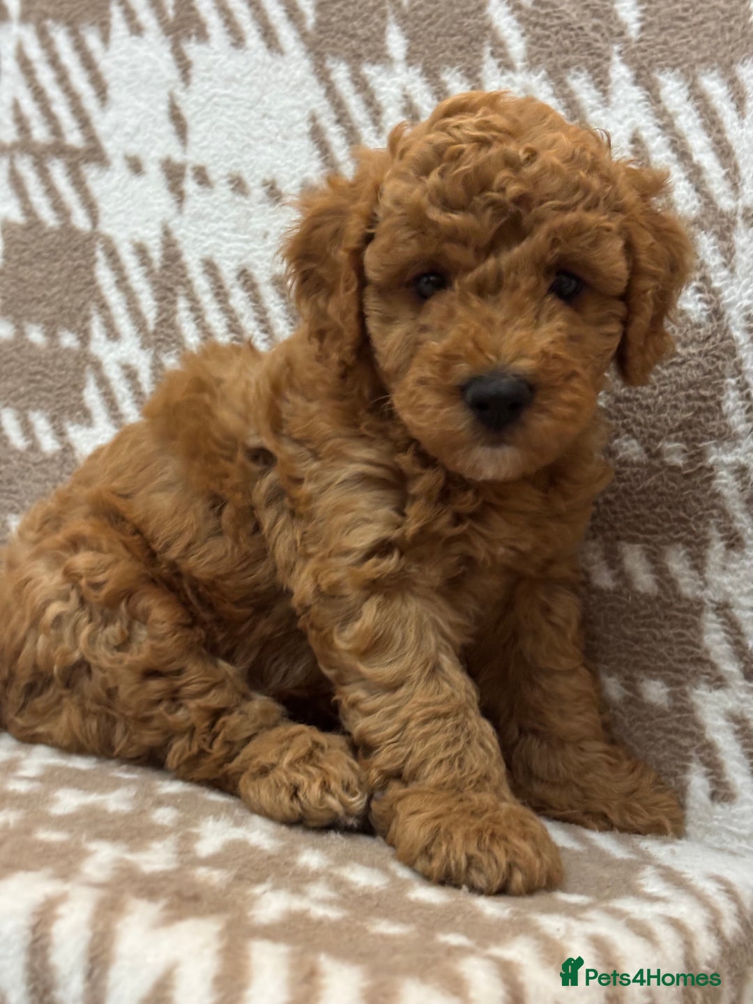 Cavapoo dogs for sale: Beautiful Fox 🦊 Red Cavapoos  - Image 17