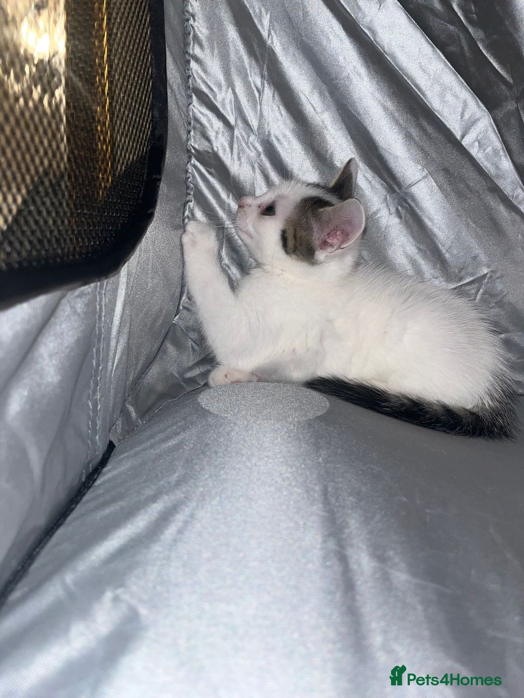 Tibetan cats for sale: Beautiful male kittens on sale - Advert 14