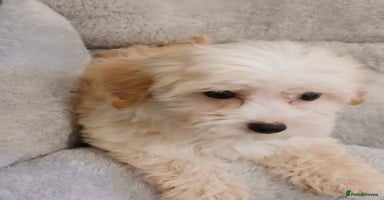 Maltipoo dogs - Advert 4