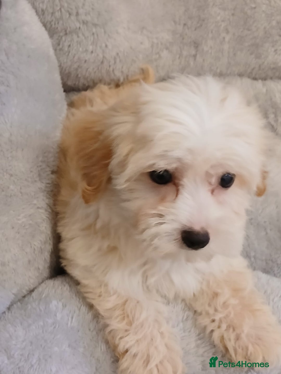 Maltipoo dogs for sale: Maltipoo puppies boy and girl available  - Image 3