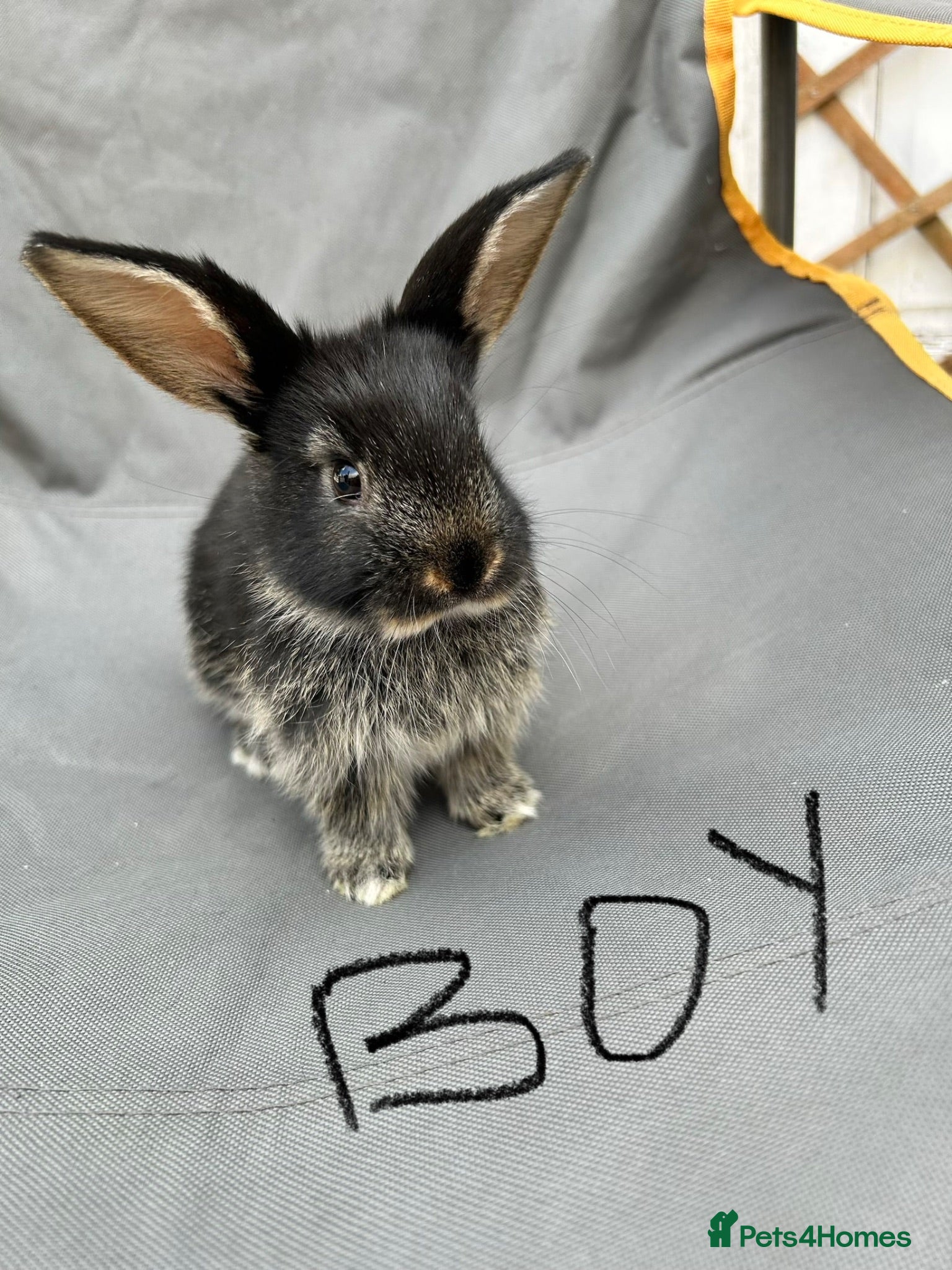Mini Lop rabbits Holland mini lops  - Advert 11