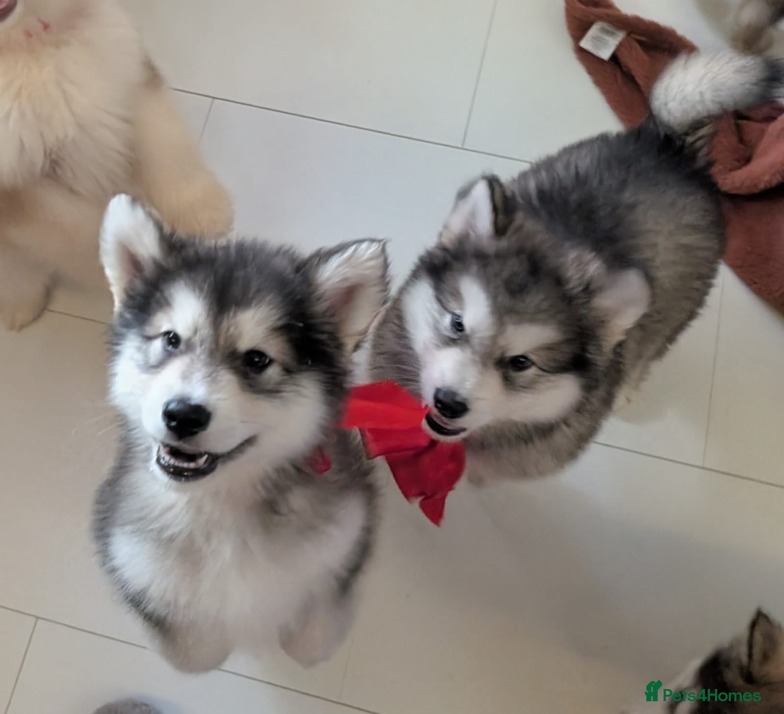 Alaskan Malamute dogs 2 left KC Alaskan malamute puppies champion lines - Advert 1