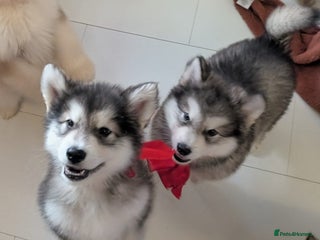 Alaskan Malamute dogs 2 left KC Alaskan malamute puppies champion lines - Advert 1
