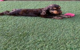 Cocker Spaniel dogs for sale: 5* LICENSED READY KC SHOW H/TESTED PUPPIES  - Image 29