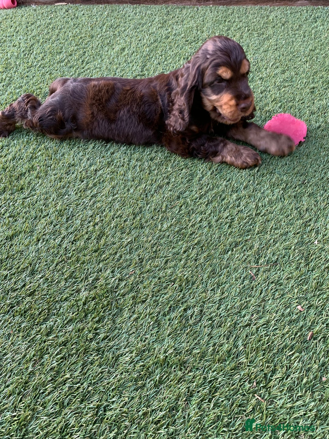 Cocker Spaniel dogs for sale: 5* LICENSED READY KC SHOW H/TESTED PUPPIES  - Image 29