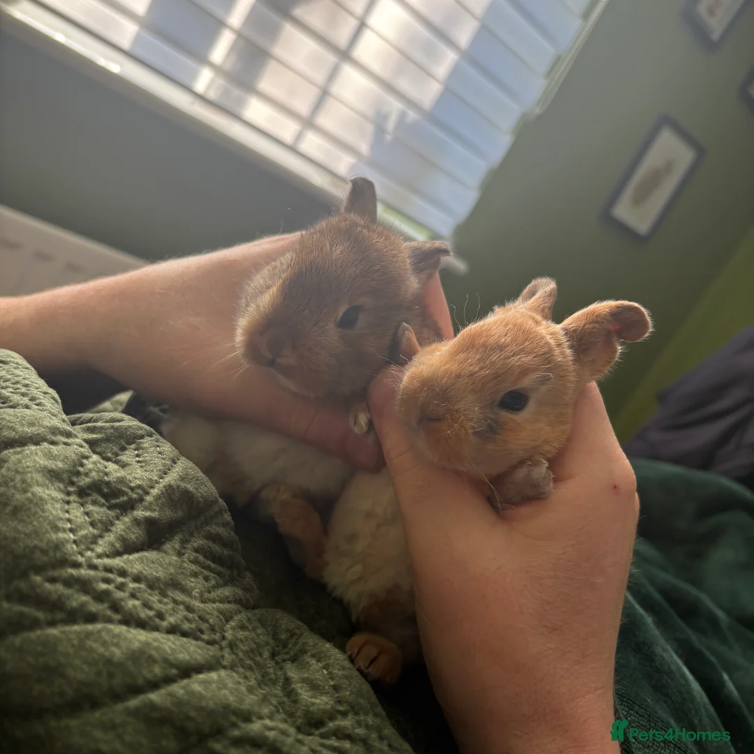 Mixed Breed rabbits for sale: Two beautiful baby bunnies - Advert 4