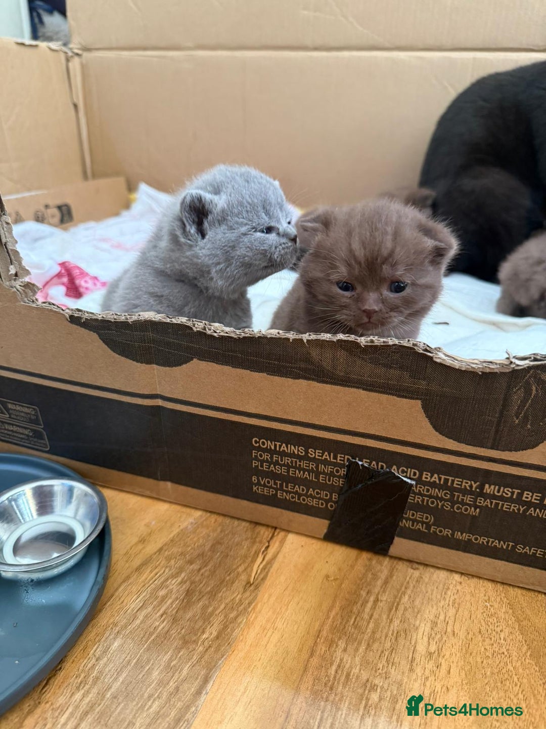 British Shorthair cats for sale: Pure British short hair kittens  - Image 14