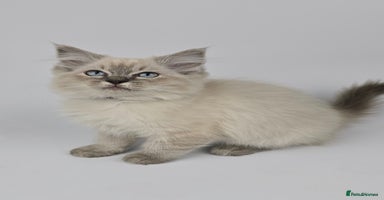 Ragdoll cats - Advert 6