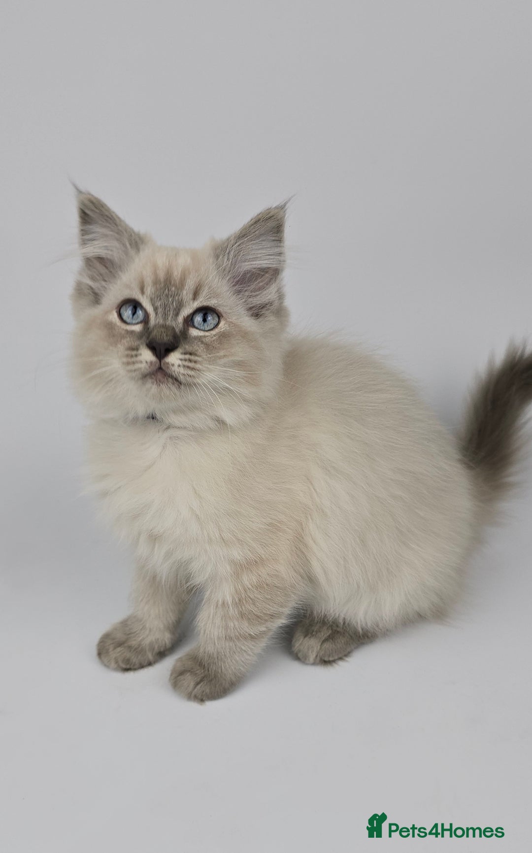 Ragdoll cats for sale: 🤍 STUNNING GCCF REGISTERED RAGDOLL KITTENS 🤍🤍 - Image 4