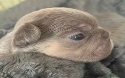 French Bulldog dogs for sale: Beautiful Rainbow Litter of Frenchies - Image 4
