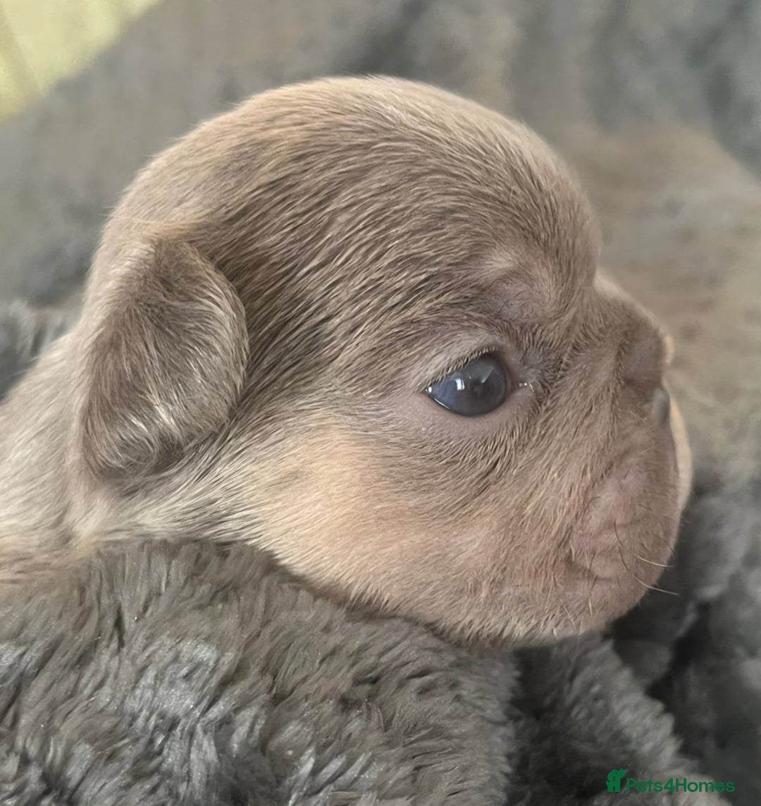 French Bulldog dogs for sale: Beautiful Rainbow Litter of Frenchies - Image 4