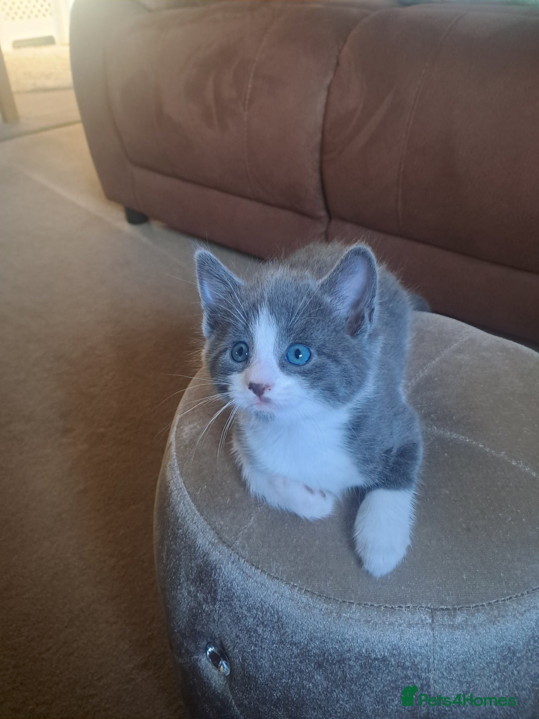 Mixed Breed cats for sale: 2 BEAUTIFUL BOY KITTENS AVAILABLE  - Image 5