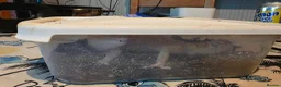 Leopard Gecko reptiles for sale: Rehoming our Leopard ghecko Romeo with full set up - Advert 3