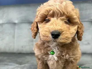 Maltipoo dogs Trained Maltipoos - Advert 10