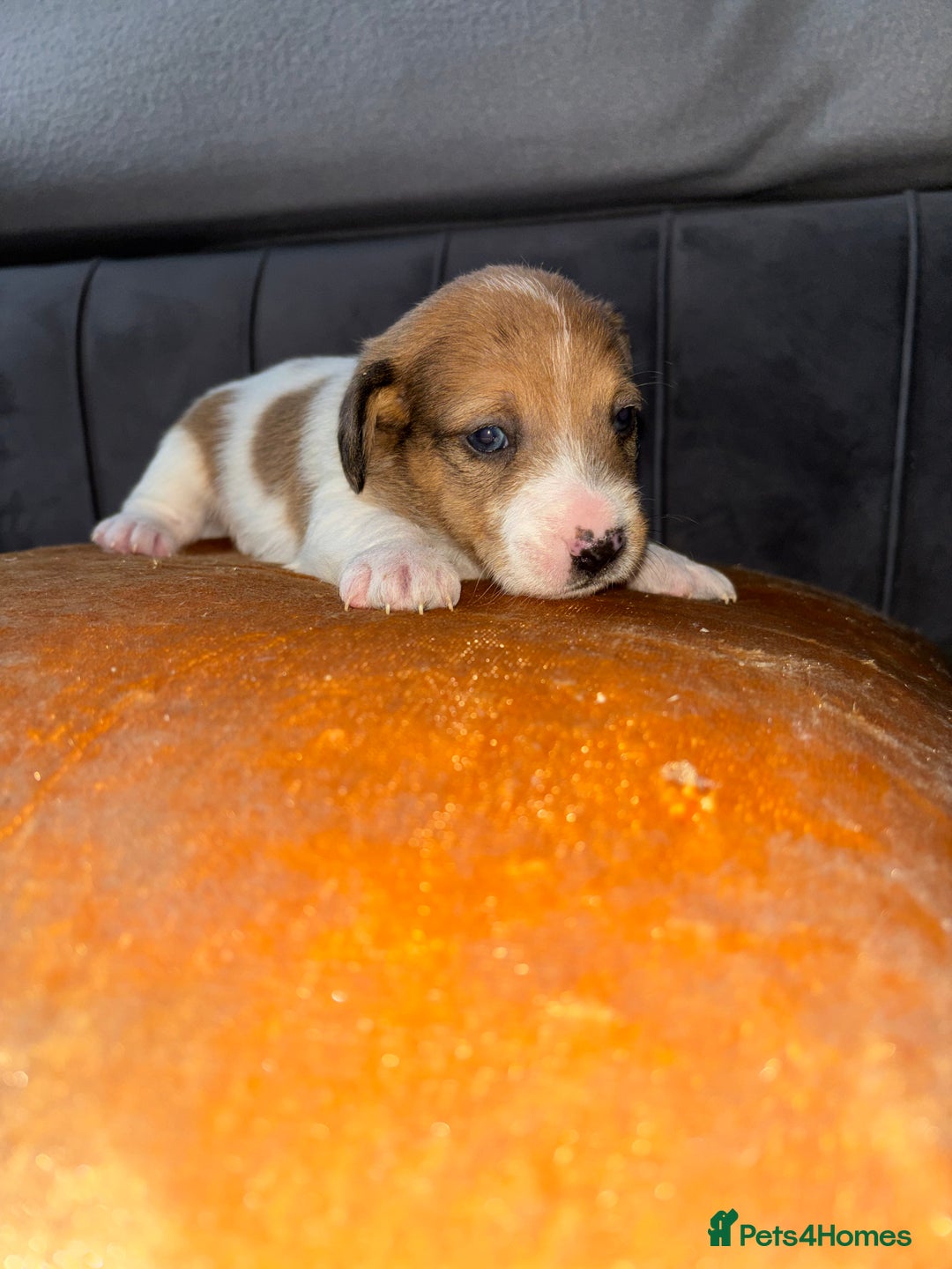 Jack Russell dogs for sale: One boy and one girl Jack Russell left  - Image 13