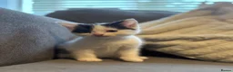 Mixed Breed cats for sale: 6 kittens ready for amazing homes!! - Advert 17