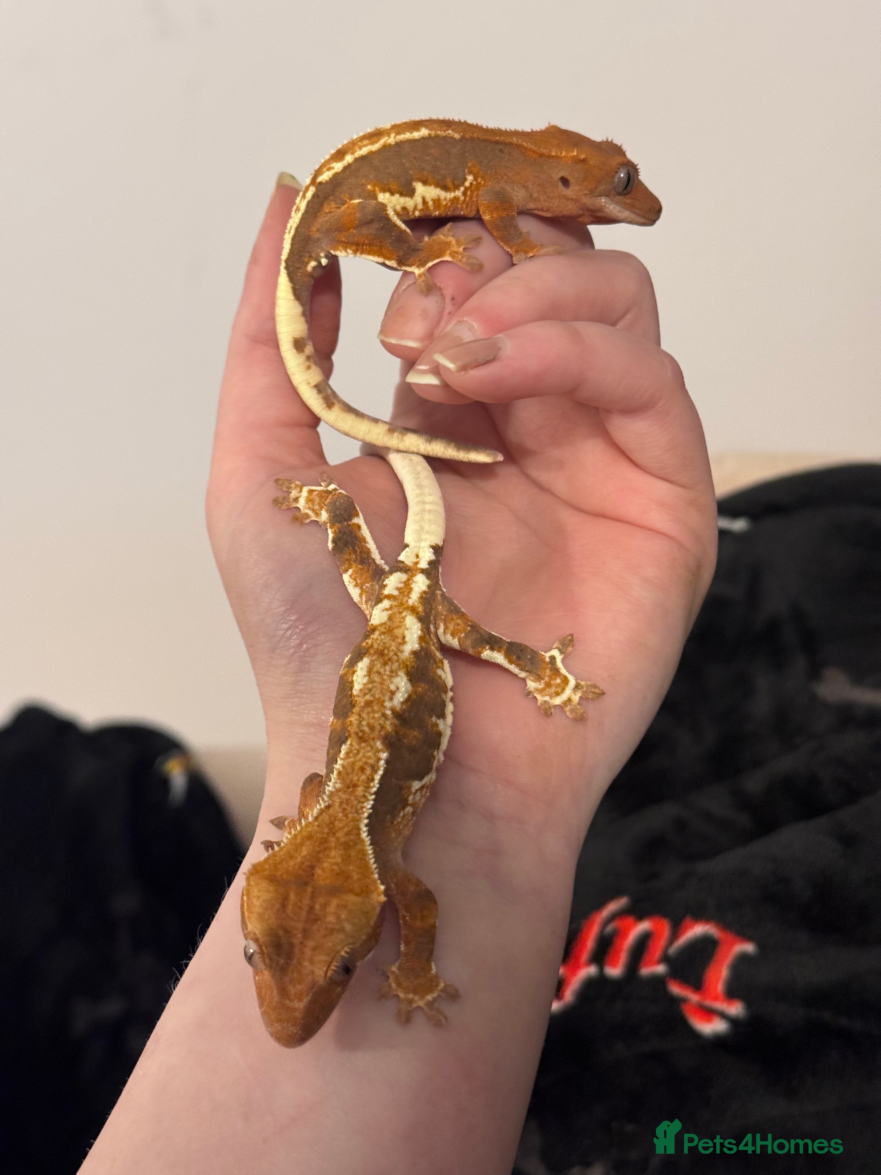 Gecko reptiles Crested Gecko (still available) - Advert 23