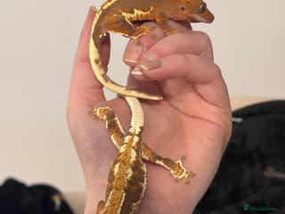 Gecko reptiles Crested Gecko (still available) - Advert 23