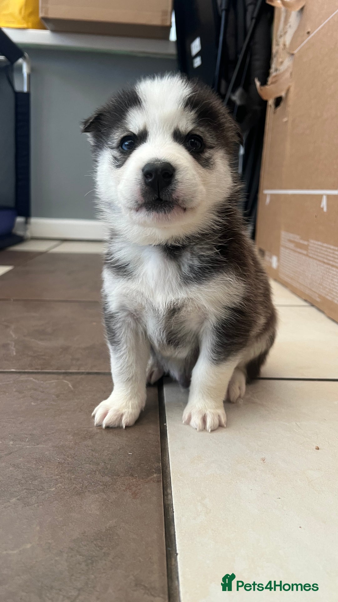 Mixed Breed dogs for sale: 5 Lovely Samsky (4 boys 1 girl) - Advert 7