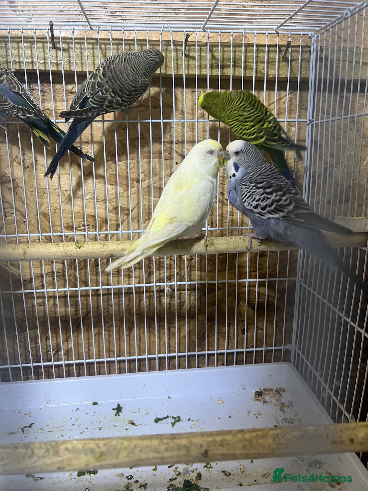 Budgerigars birds Pair budgies - Advert 16