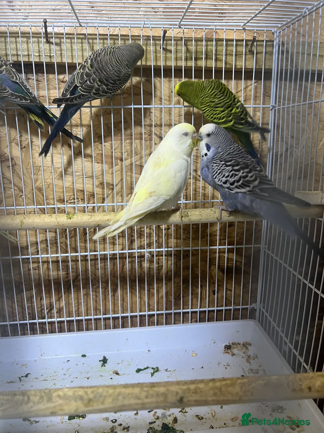 Budgerigars birds for sale: Pair budgies - Advert 1