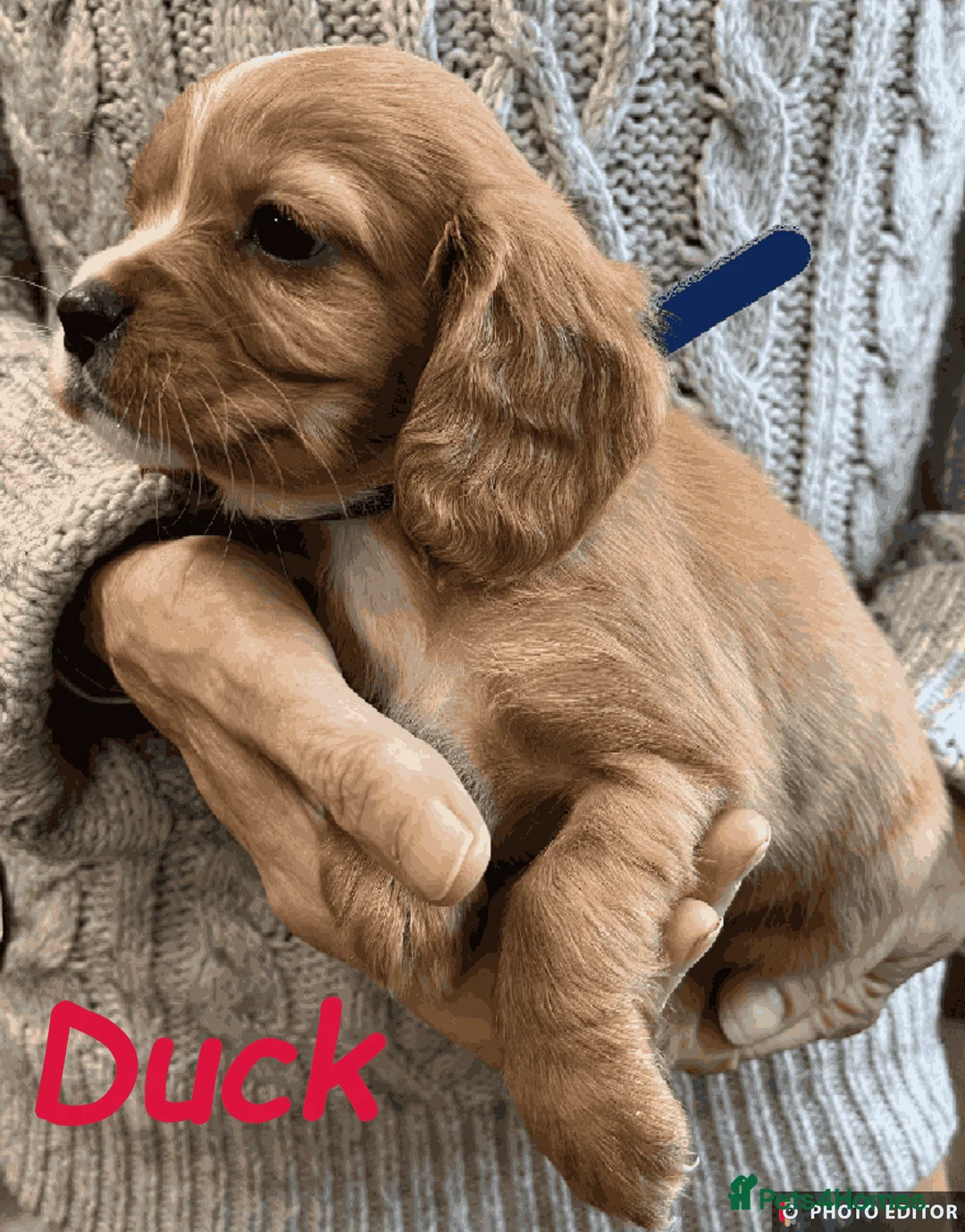 Cockalier dogs for sale: Adorable Cockalier Puppies - Advert 19