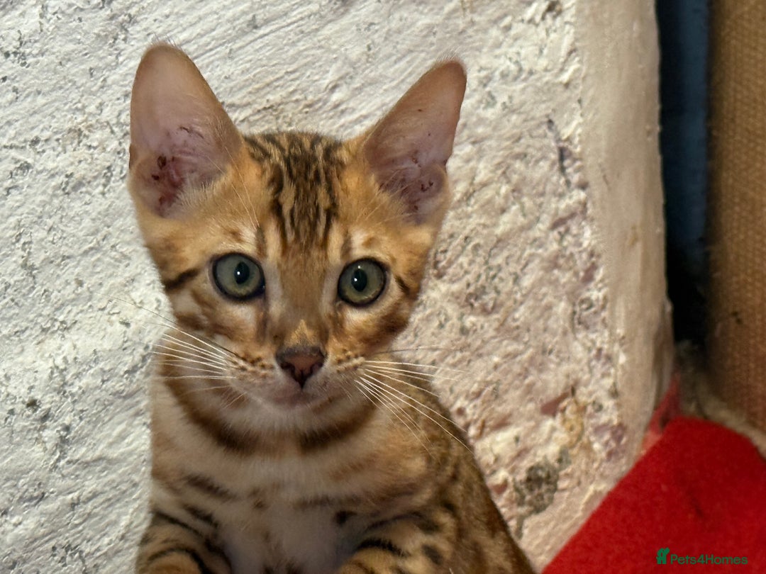 Bengal cats for sale: Bengal kittens stunning litter ready now boys girl - Image 8