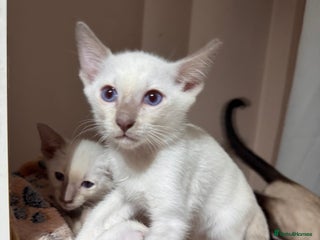 Siamese cats 6 adorable lilac and chocolate point Siamese - Advert 4