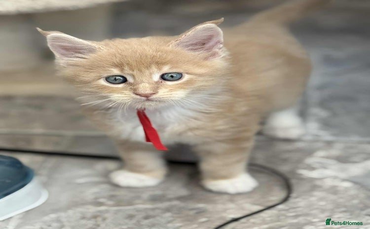 Maine Coon cats - Advert 4